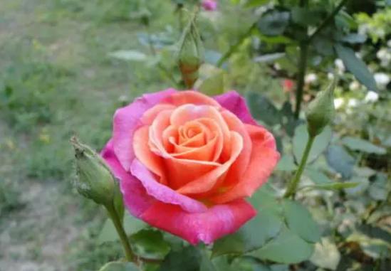 7d7716ae7ce045f6be48a6644cd1ab21.jpeg