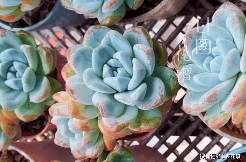 夏天不敢给多肉浇水 一个小妙招 轻松解决难题 适合新手和懒人 托盘
