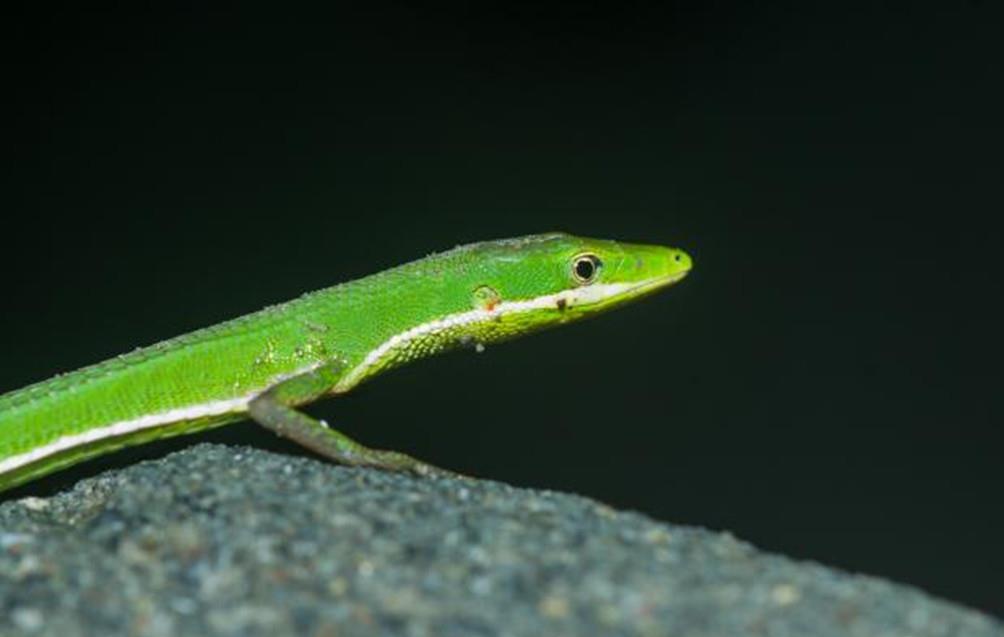 原创这种宠物蜥蜴尾巴巨长一身绿色涂装绰号小青龙