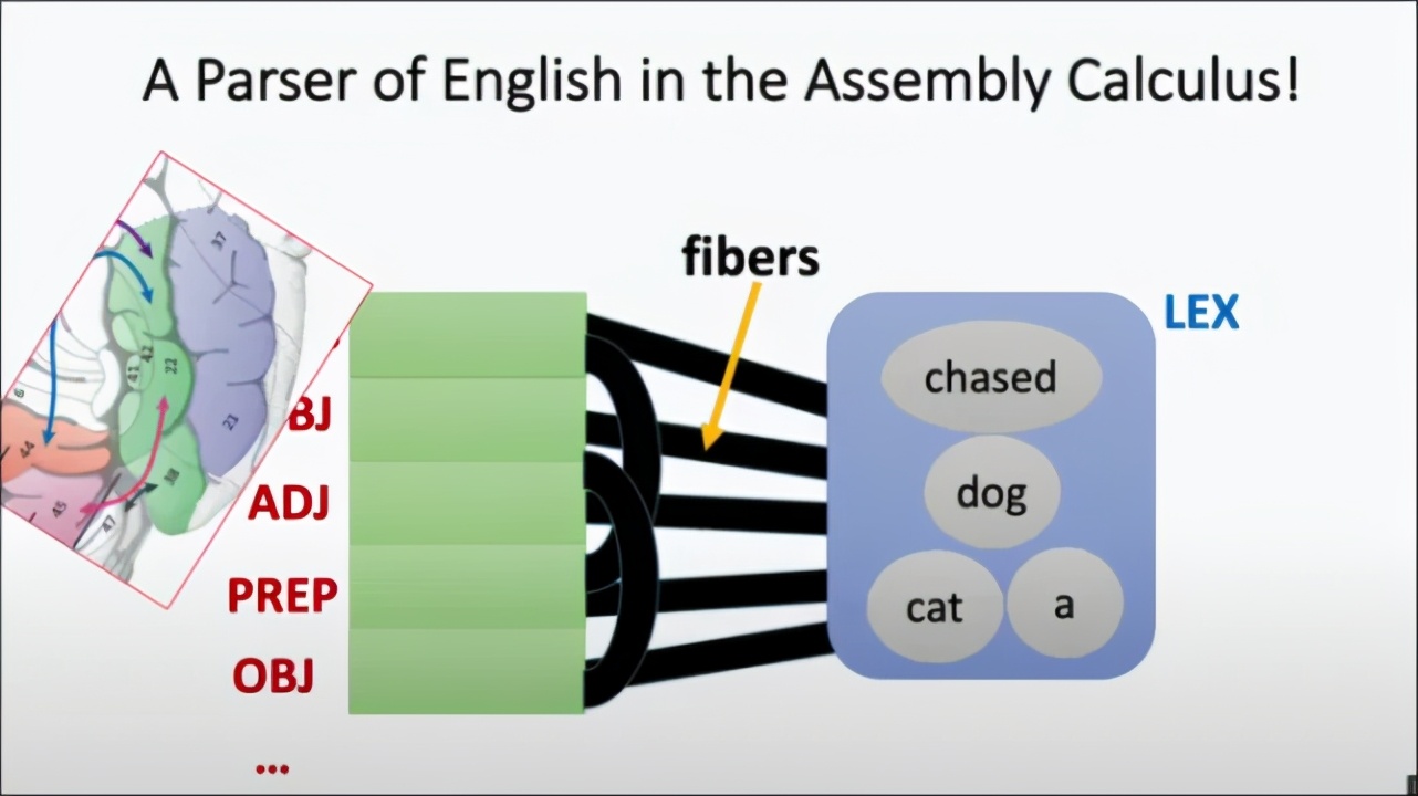 模拟|大脑模拟NLP，高德纳奖得主：神经元集合演算用于句子解析