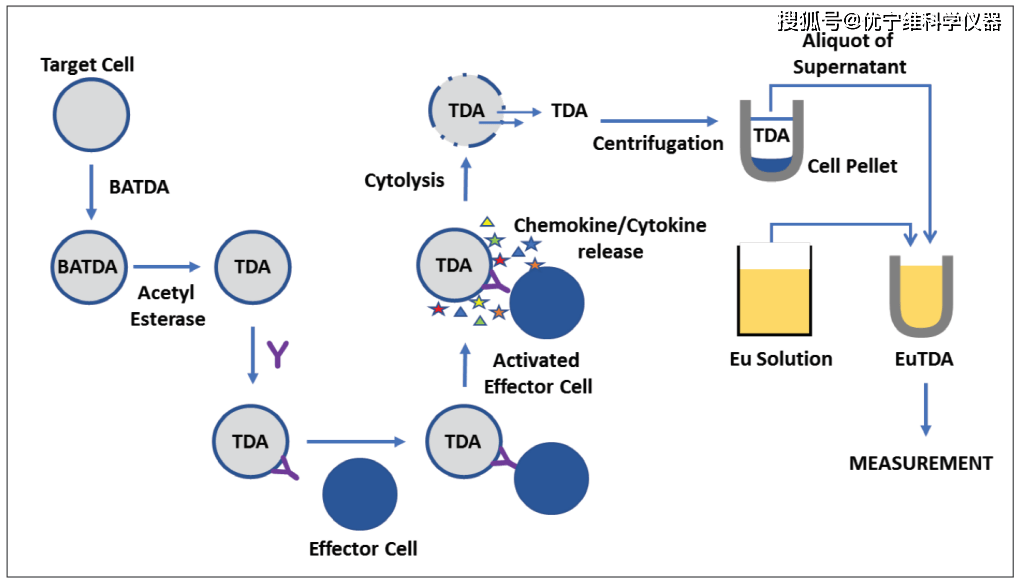 adcc体外检测方法学总结
