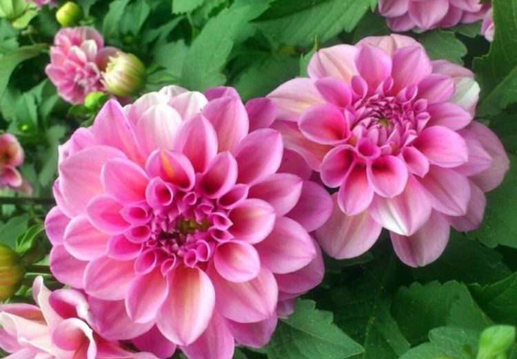 什么花最好养贵州 4915da3dd46b49ec8f8d03989b80cad7.jpeg