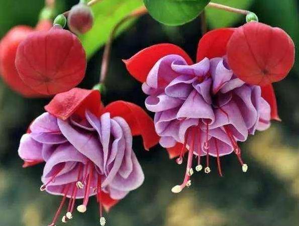 紫色的花有哪些盆栽 5f24edec97824193958b5bdecc4aab19.jpeg