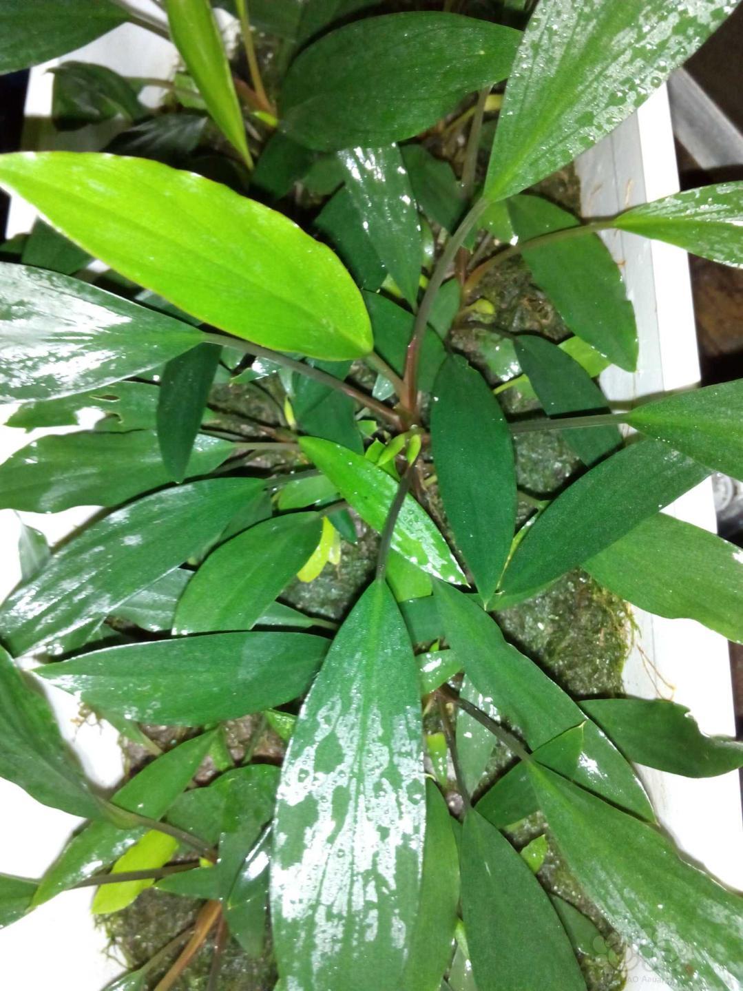 修正的植物志泰国尖叶榕伪说考本种的正确学名为南塞卡度产千年健