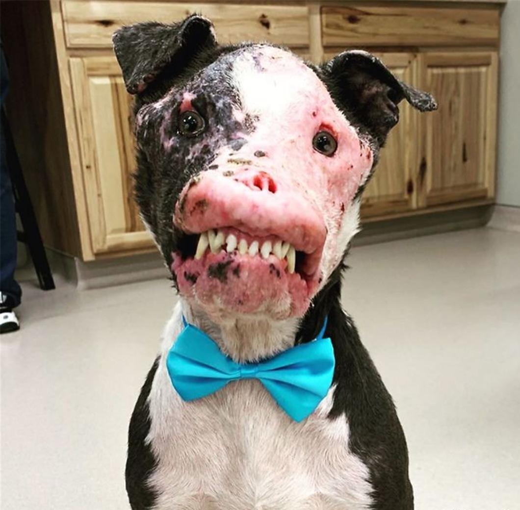 一只面部毁容的狗,获救后恢复得很好,拥有多版本"伟大经历"_狗狗