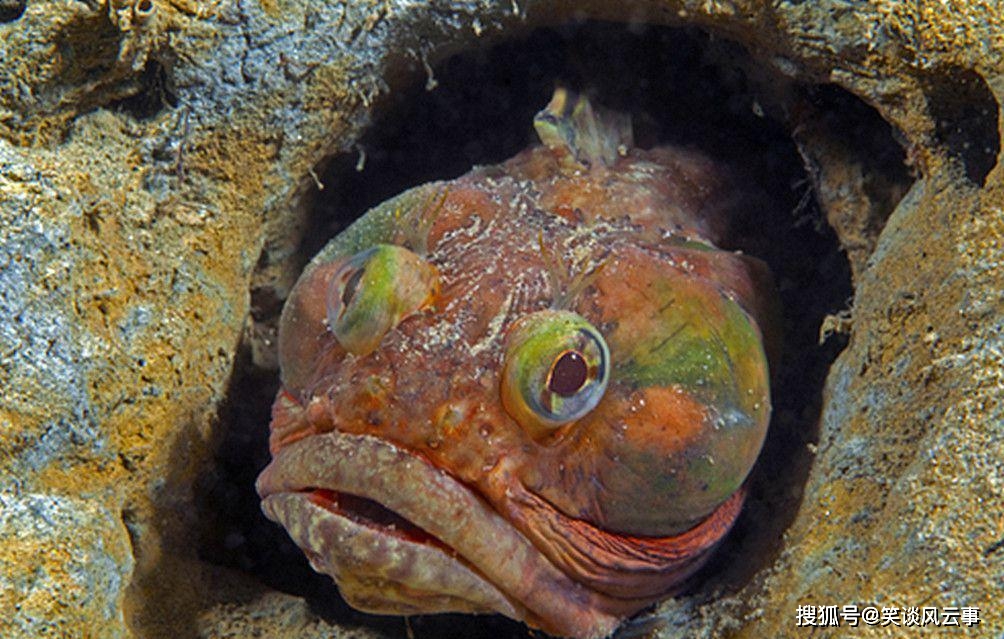 原創這種海魚生有恐怖大嘴口器張開如同變異喪屍