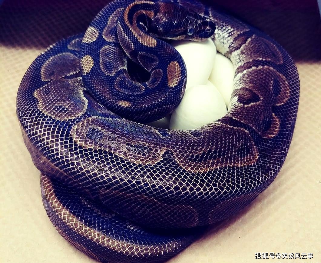 30年没有伴侣的球蟒产下7枚卵 专家急等小蛇出生 宠物主乐了 动物园