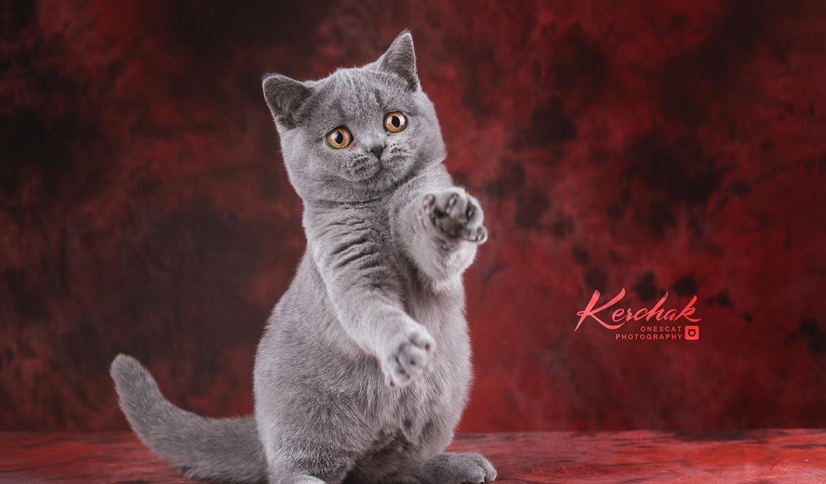 英短短毛猫什么颜色最美 你家养的是哪种呢 蓝猫