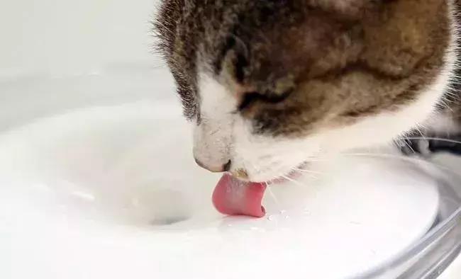 如何在家给猫修剪毛发 2180e112ad2b4d7092592d844d90da3d.jpeg