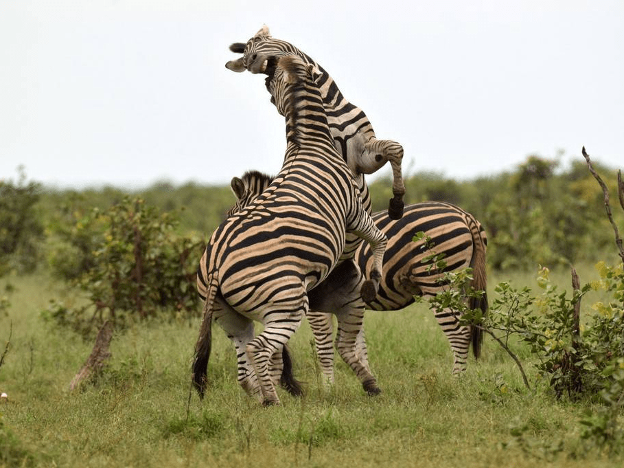 1/5南非克鲁格国家公园,两只斑马在公园内打架.