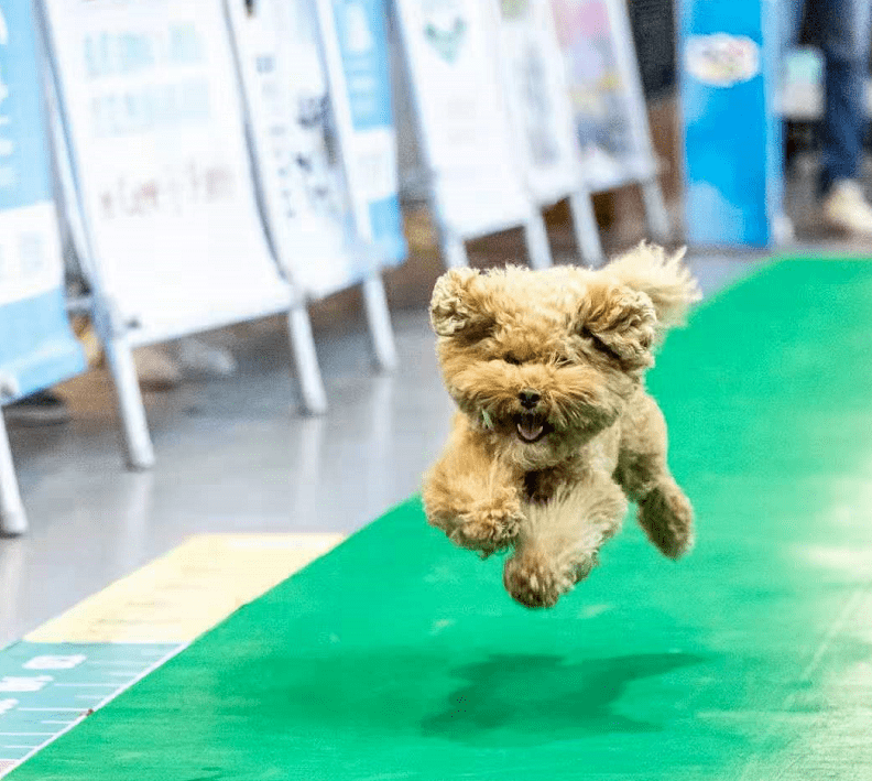 2021第六届中国西安宠物博览会将于6月在西安启幕彰显硬核西引力