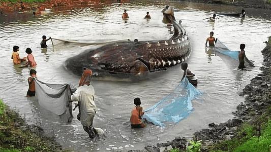 专家表示,这只"水怪"并不是什么神秘未知的生物,而是一种即将灭绝的