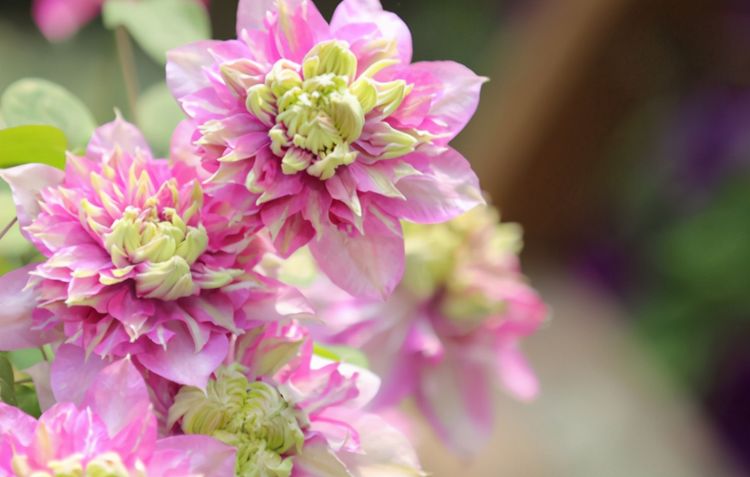 アブストラクトガイド震え秋花苗原子ルーキー段階