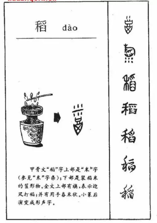 中国种水稻的历史悠久,商代的时候甲骨文里,就有"臼"型的文字表示稻谷