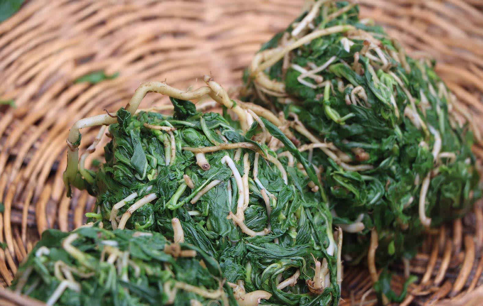 伏天这野菜必吃清热解毒肠胃好可惜很多人把它当草了