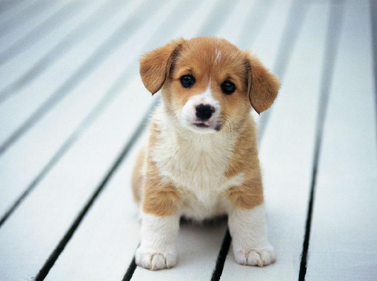 为什么有人喜欢养狗狗 123481986c704da99741a9a53d2e4d42.jpeg