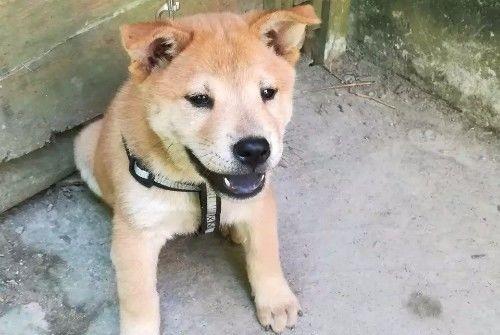 立耳土狗多少钱 12b888a9290b4128861270fbff3de7d6.jpeg