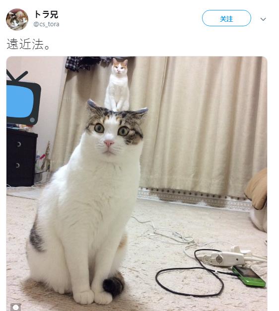 猫的头上顶着一只迷你猫？日本网友吐槽：JOJO的绯红之王！_才让