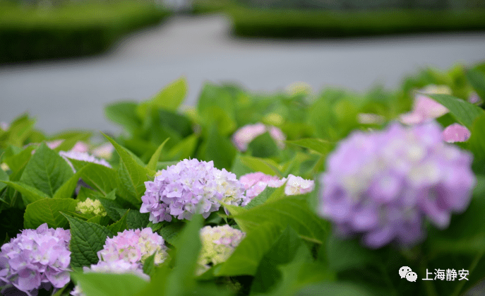 太太太美了吧 静安街头竟然铺上了浪漫花毯 曹家渡