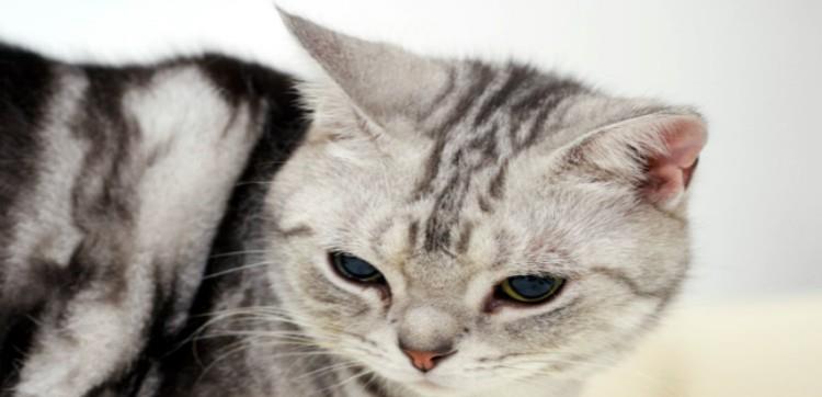 猫咪怎么画全身简单又可爱 22d08bcd3ded4a03b5ec808920224844.jpeg