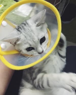 辟谣 猫咪不出门 也会得猫藓 主子