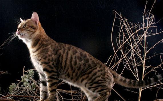 怎么给猫猫增肥 e274d76537954d77af492e4a91382958.jpeg
