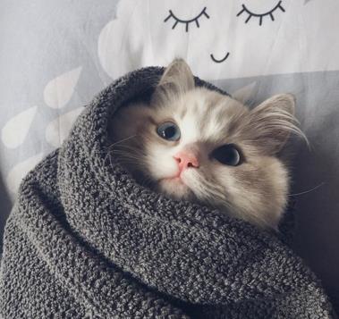 家里怎么给猫咪吹干 e7cb6f44a4db43089525ac22cb672586.jpeg