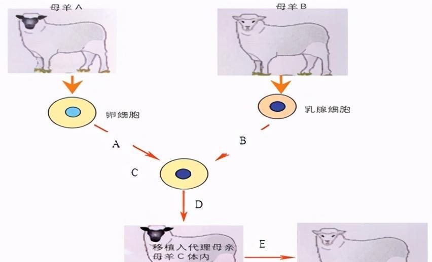 为什么现在很少提克隆了多莉的一生就是答案太可怜了