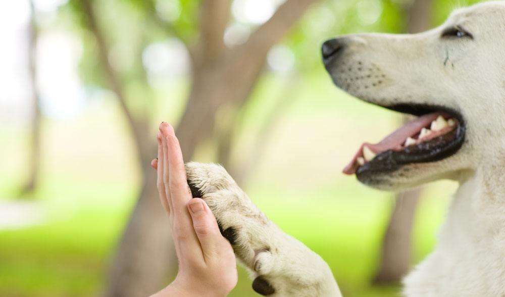 怎么看小狗能不能长大 f7c9976877fd474698cbce1b7eaefb54.jpeg