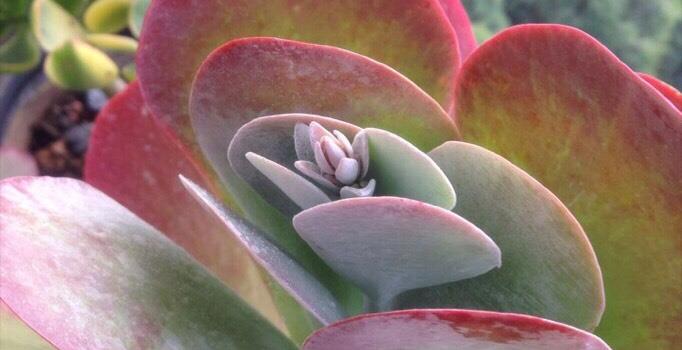 唐印多肉很调皮红的似火绿的像菜让人又恨又爱开了花更厉害