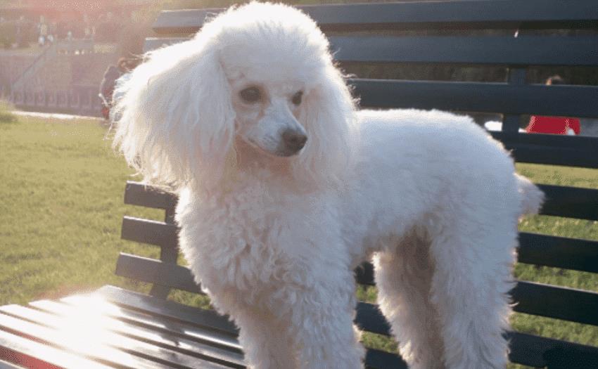 宠物排名前十_排名前十微信头像图片(2)