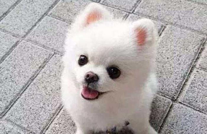 狗为啥会有高智商 1abcd244d6b8418dbf1ed335a73fc350.jpeg