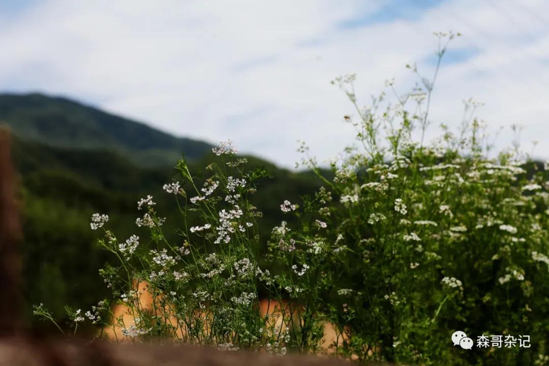 嵩县有个鹿鸣村,你一定要来看看!