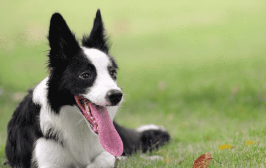 宠物排名前十_排名前十微信头像图片(2)