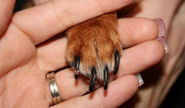 如何给狗狗剪指甲图解 5af85397d48c4a28a881dd8192591be6.jpeg