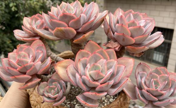 多肉怎么样才好看 64d9fe0a4f3e48e98d8d9928b24f88d2.jpeg