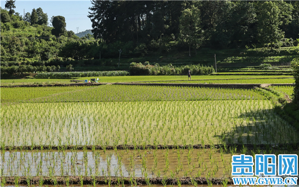 【圖集】貴陽烏當區李資村:芒種時節,不誤農時_水田鎮