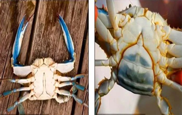 原创福岛核污水又泄漏67美海岸刚捞出变异螃蟹就禁止日本食品进口