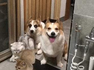 狗为啥喜欢挨着人的腿 0b3c40055fc34396b103eeadbb4e0ec7.jpeg