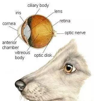 狗狗白内障是老年病 这些犬种或出生就有 狗狗白内障有什么症状 眼睛