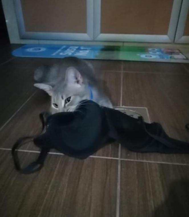 猫咪的内衣_性感情趣内衣猫咪套装