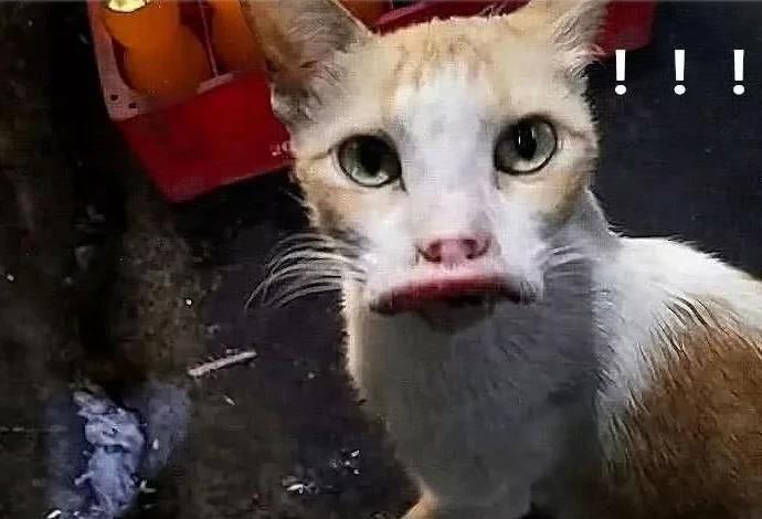 猫的天空之城人均消费_天空之城简谱(2)