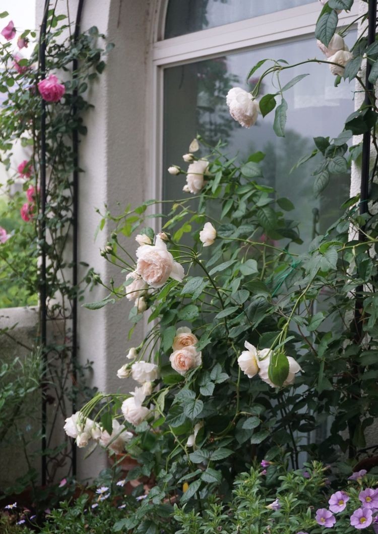 爬墙月季花怎么选 997af22c40144dfd8e272dd68868f006.jpeg