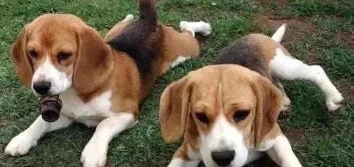 排名前十的狗_排名前十的狗狗品种