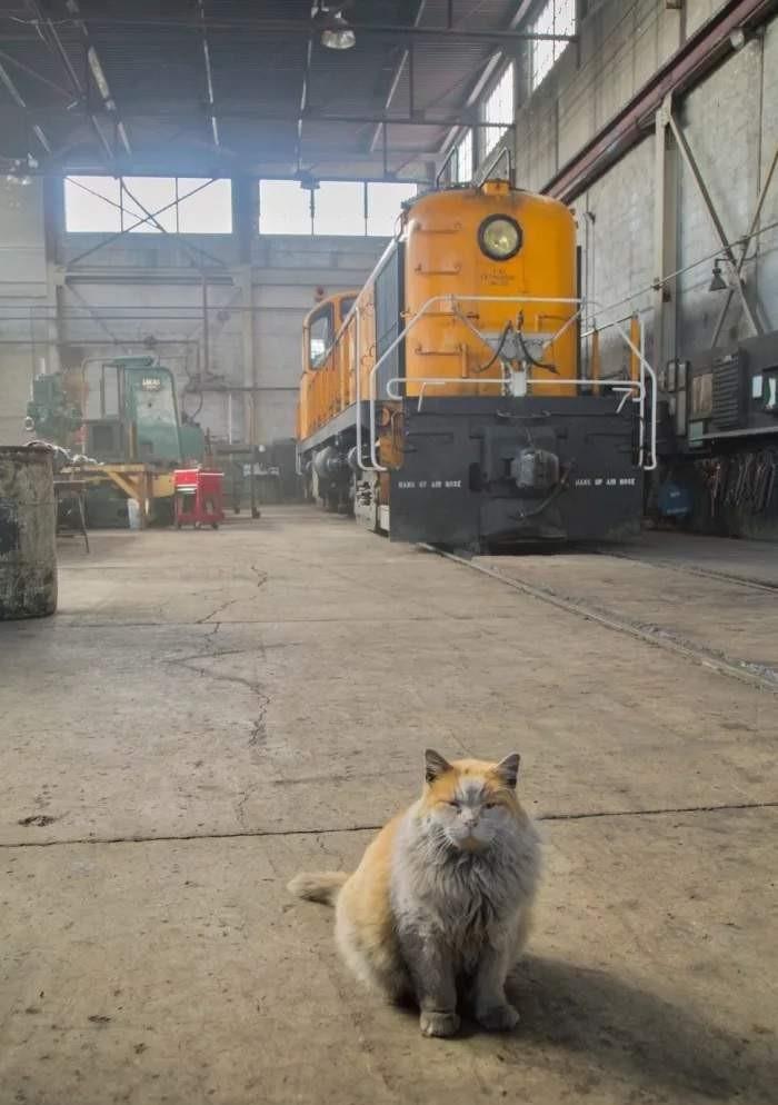 火车站可以带猫吗 b26c1337115643a2854ff9218a3b96b3.jpeg