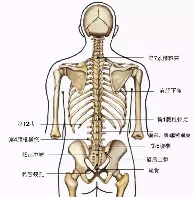 腰肌位置图片图片