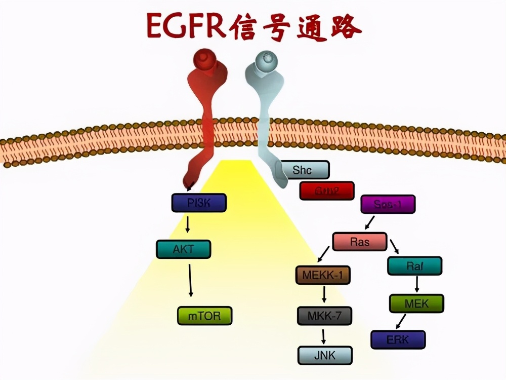 Amivantamab联合lazertinib治疗奥西替尼耐药后肺癌临床数据 患者