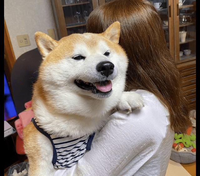 柴犬被女主人抱着后,情不自禁地就笑起来了,这笑容是有多开心!