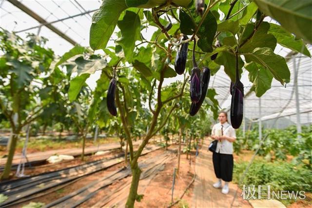 稀奇 茄子长在树上 一棵高产千斤 同时结出茄子 番茄 烟叶 秦传顶