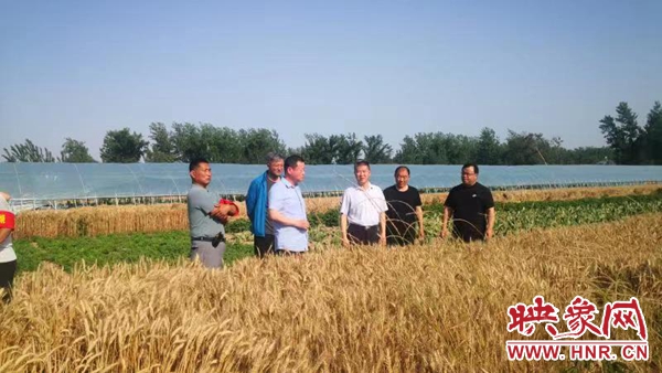 商丘市农业农村局党组书记孟伟调研三夏生产暨秸秆禁烧工作
